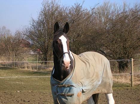 Pinto langager tinka - tinka billede 10