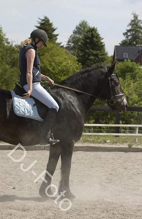 Nordsvensk Skovhest Miss Nelly - Nelly og Malene til rideskole dressur stævne på Ballerup... billede 7