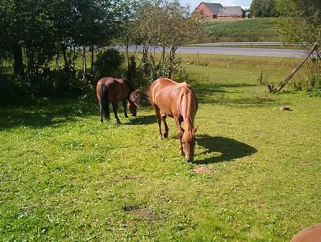 Gotlandsruss Freja - freja i haven billede 9