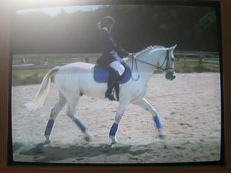 Irsk Sportspony Abbeytown Big Money*Solgt - Her ridder vi lc2 Dressur billede 5