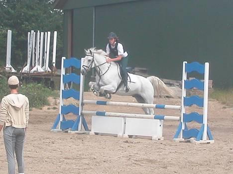 Irsk Sportspony Abbeytown Big Money*Solgt - Her er vi til dressur stævne lc2 billede 6