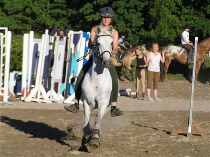 Irsk Sportspony Abbeytown Big Money*Solgt -  Lidt funny billed  OBS han stoppede ikk satte bar lidt sjovt a billede 7