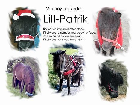 Shetlænder Lill-Patrik (solgt) - Lill-Patrik billede 1