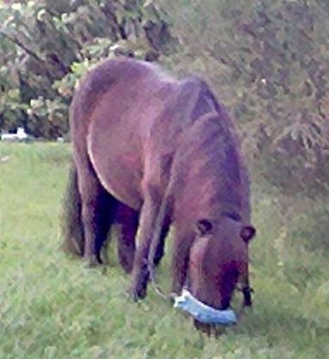 Shetlænder Lill-Patrik (solgt) - Her står Patrik i hagen og koozer seg !  billede 2