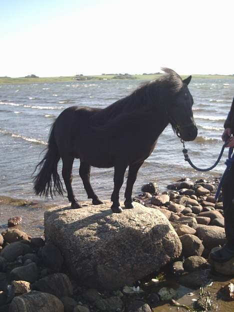 Miniature goliat - højt til sten,det er ikke hest..... billede 8