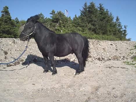 Miniature goliat - hvad mon der nu skal ske.... billede 9