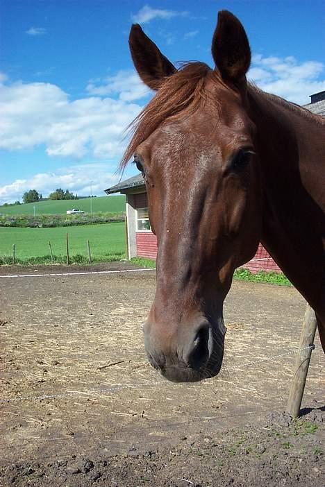 Traver Mighty spin m(død) billede 1