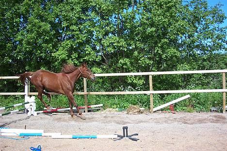 Traver Mighty spin m(død) - hopla... billede 6