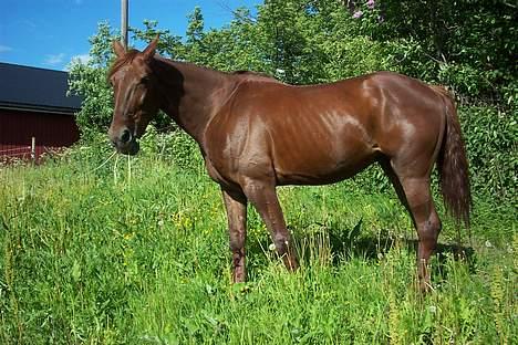 Traver Mighty spin m(død) - jaja..halen hans er kort men det er nå fordi det var en annen hest som spiste den billede 7