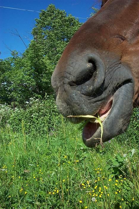 Traver Mighty spin m(død) - ha en bit ell...=p billede 8