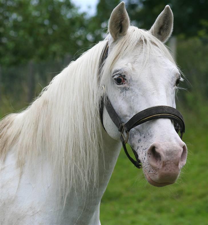 Anden særlig race Tino - <´3 den smukke står og kigger efter mad :) hun er så dejlig, desværre en gamel dame :S elsker hende <3 billede 1