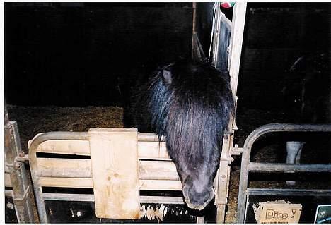 Shetlænder Lill-Patrik (solgt) - Patrik står i boksen og koser seg ! billede 4