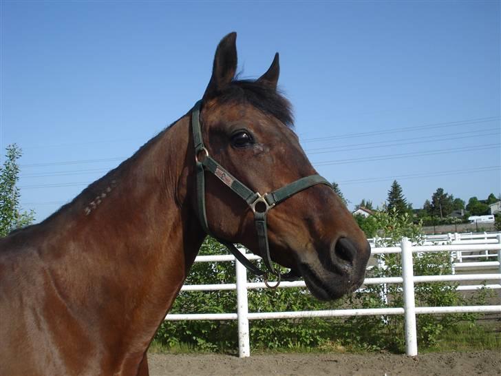 Traver armada(DØD) - armada i boksen sin på skolen billede 1