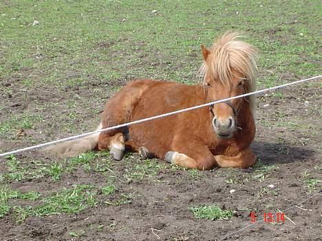 Shetlænder Prins - Vi tager lige en slapper billede 1
