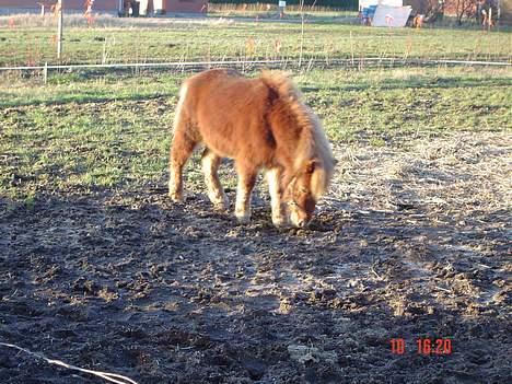 Shetlænder Prins - Uhm mad billede 2