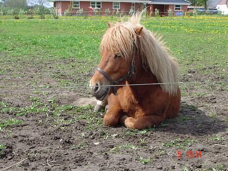 Shetlænder Prins - Vi tager lige en lur mere billede 3