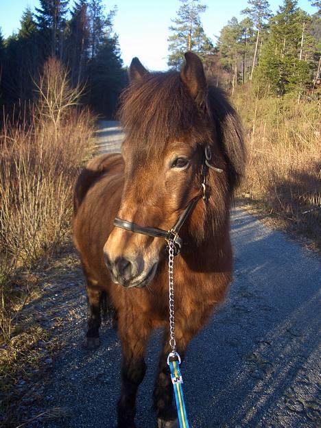 Islænder Saga frå Bringsværd <3 - Saga vennen min=D 9.februar =) billede 1