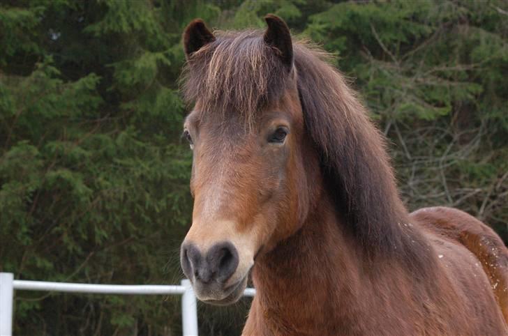 Islænder Saga frå Bringsværd <3 - Saga jento mi!! =)  april 2009 billede 4