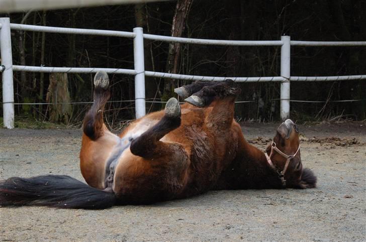 Islænder Saga frå Bringsværd <3 - Saga rulle april 2009 :) billede 6