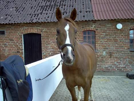 Dansk Varmblod jasmin billede 4