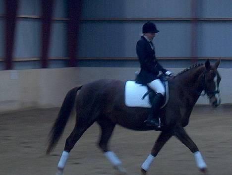 Dansk Varmblod jasmin billede 6