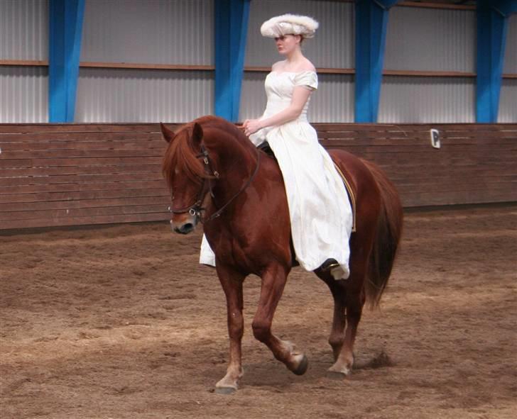 Knabstrupper Baldur Aus Der Schuetzend -  Fra opvisningen i Viborg 2008 billede 3