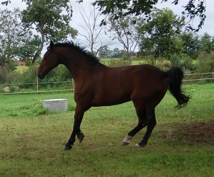 Hannoveraner shiba spudalshøj <33 - www.chaosphoto.dk  billede 9