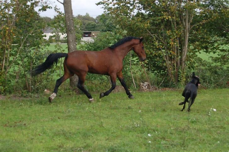 Hannoveraner shiba spudalshøj <33 billede 10