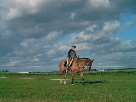 Akhal-Tekiner Golden Boy - Vi kan også med en hånd. billede 9