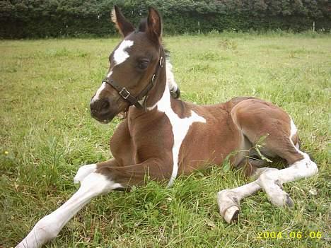 Anden særlig race Shamigo`s Gaia - Gaia slapper af billede 1