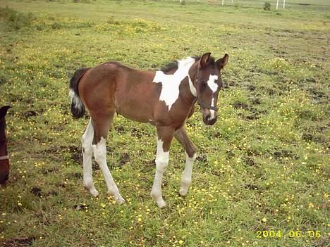 Anden særlig race Shamigo`s Gaia - Ska`vi lege billede 2