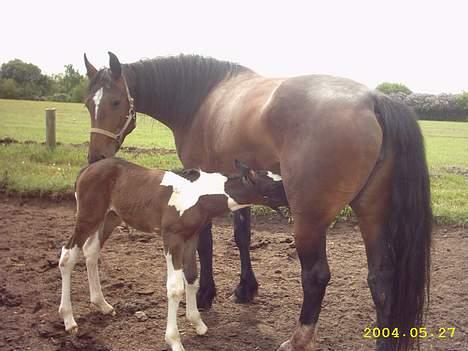 Anden særlig race Shamigo`s Gaia - Spisetid billede 3