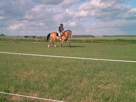 Akhal-Tekiner Golden Boy - Se min flotte pels. billede 4