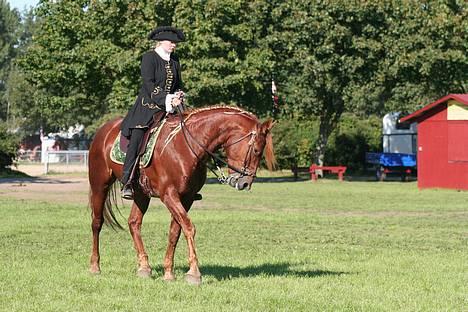 Knabstrupper Baldur Aus Der Schuetzend - Opvisning i Akademisk Roskilde 2006 billede 4