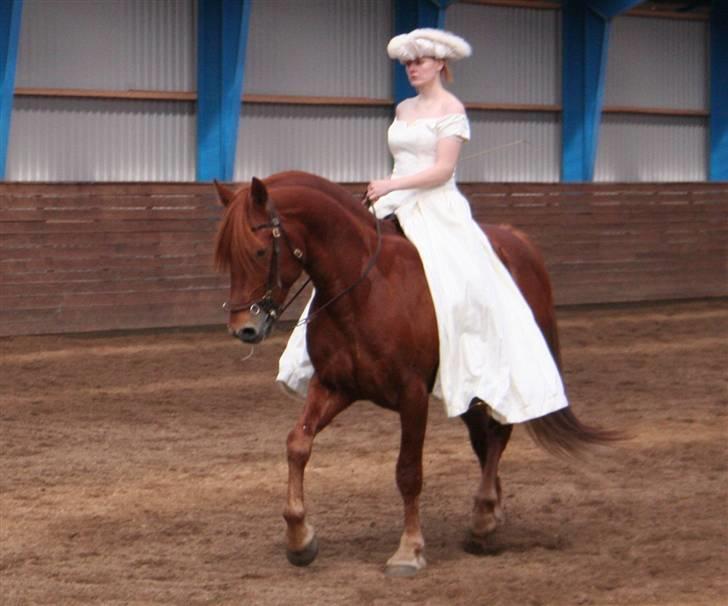 Knabstrupper Baldur Aus Der Schuetzend - Baldur opvisning April 2008 Viborg billede 6