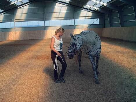 Knabstrupper Bine - Arbejde fra jorden. billede 4