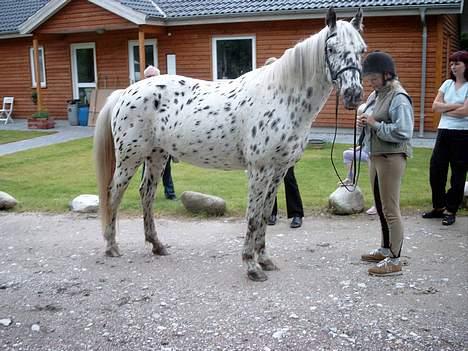 Knabstrupper Bine - Rolig og afslappet. billede 6
