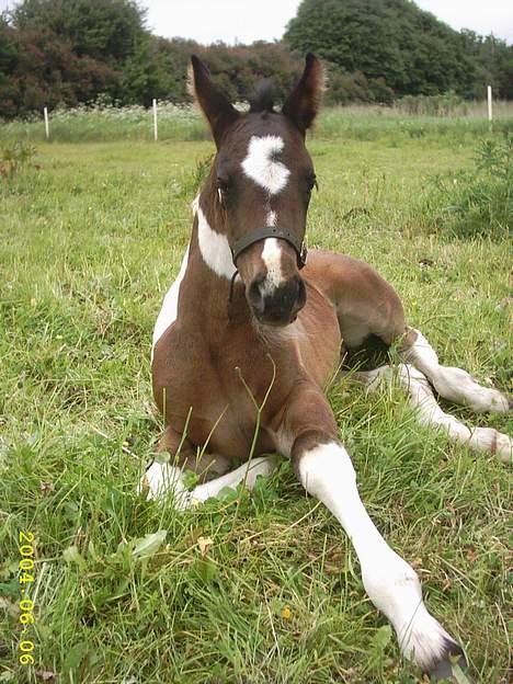 Anden særlig race Shamigo`s Gaia billede 4