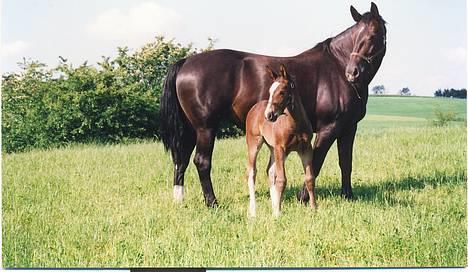 Oldenborg Freja Tisted - Freja og hendes føl Sheila. billede 3