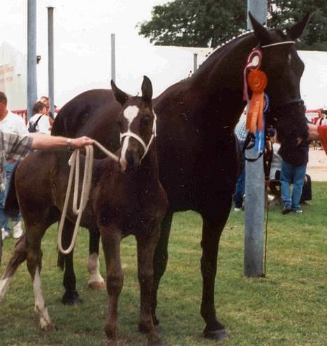 Oldenborg Freja Tisted - Freja og Isabella til dyreskue i hobro, hvor hun fik 23 point og ærespremie, plus at hun blev skuets bedste hest. billede 5
