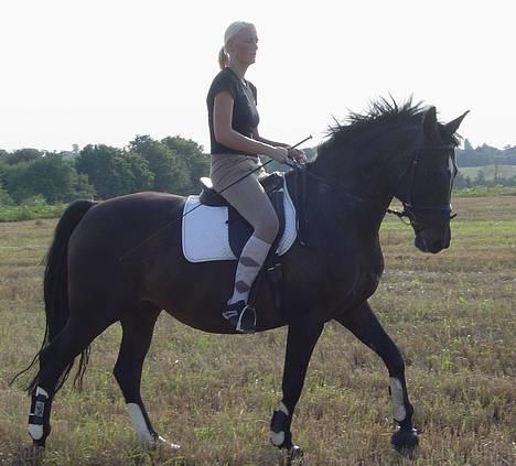 Dansk Varmblod Bramdruplund's Ronja billede 1
