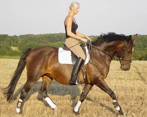 Dansk Varmblod Bramdruplund's Ronja billede 4