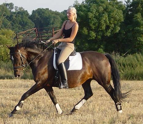 Dansk Varmblod Bramdruplund's Ronja billede 6