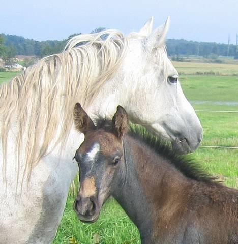 Connemara Birkely Spokojna - Kojna og sit andet føl Shamrock, der her er 2 måneder gammel. 17/9-06 billede 8