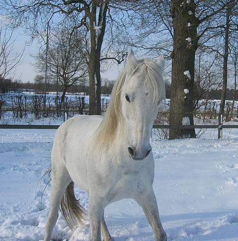 Connemara Birkely Spokojna - Her har vi så gang i en rangkamp!! Kojna ligner en enhjørning der skal til at stange (mig!!) 15/2-05 billede 10