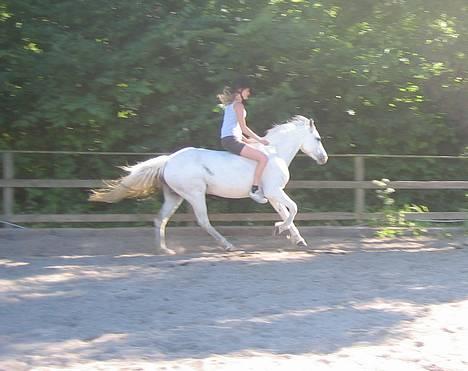 Connemara Barholts Madonna - Min lille vidunderpony!! Her rider vi uden udstyr, men med fuld tempokontrol, da Donna er stemmestyret. 29/6-05 billede 1