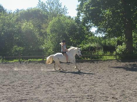 Connemara Barholts Madonna - Igen uden udstyr, hun er bare dejlig! 29/6-05. billede 3