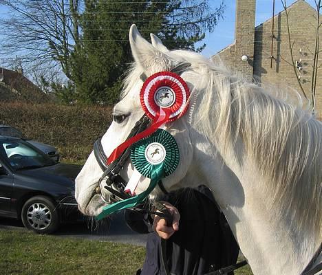 Connemara Barholts Madonna - Stævne 3/4-05. Donna var SUPER og opførte sig som en proffesionel stævnepony! Vi vandt 70 cm klassen (ca. 17 med) og blev nr 4 (af ca. 12) i 80 cm klassen. Vi starter hest pga. min alder. billede 4
