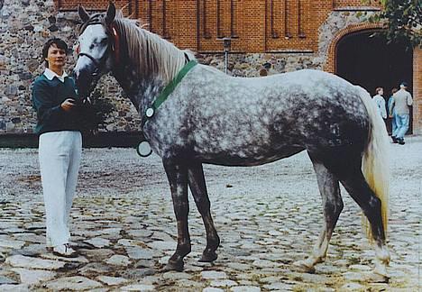 Connemara Barholts Madonna - Madonna som 3 årig (1995). Hun er lige blevet kåret i første klasse, vundet en showklasse og blevet Best in Show!!! billede 5