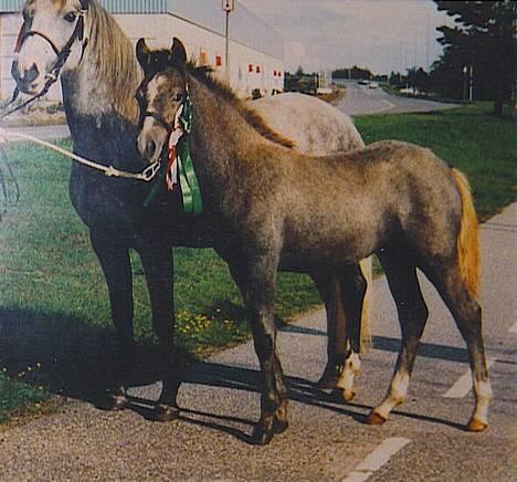 Connemara Barholts Madonna - Madonna som føl (1992). Hun har lige vundet hoppefølsklassen og er blevet Championføl!!! Ved siden af hende ses hendes mor Barholts Rosaleen, der også er kåret i første klasse. billede 6